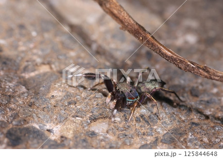 生き物 蜘蛛 アオオビハエトリ、オスです。主に地面を歩き回ってアリなどを捕食するようです 生き物 蜘蛛 アオオビハエトリ、オスです。主に地面を歩き回ってアリなどを捕食するようです 125844648