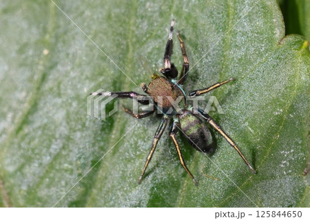 生き物　蜘蛛　アオオビハエトリ、オスです。長くて太い第一脚、金色の二～四脚 125844650