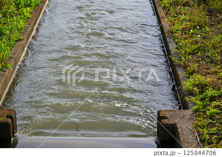 水量たっぷりの田圃の用水路　早々の田植え用　さいたま市　 125844706