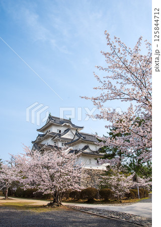 桜咲く伊賀上野城《三重県伊賀市 上野公園》 桜咲く伊賀上野城《三重県伊賀市 上野公園》 125844712