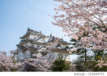 桜咲く伊賀上野城《三重県伊賀市 上野公園》 桜咲く伊賀上野城《三重県伊賀市 上野公園》 125844713