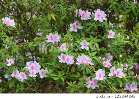 ピンクの花 ピンクの花 125844849