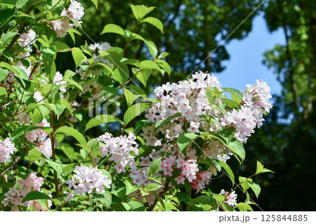 タニウツギ 125844885