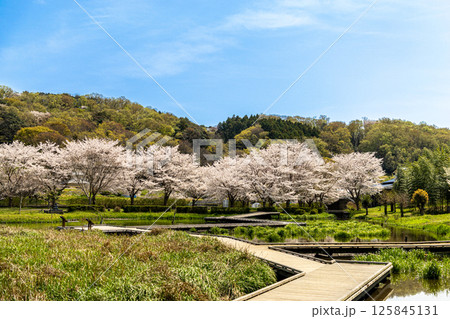 《厳島湿生公園》 公園に咲く桜 (神奈川県中井町) 《厳島湿生公園》 公園に咲く桜 (神奈川県中井町) 125845131