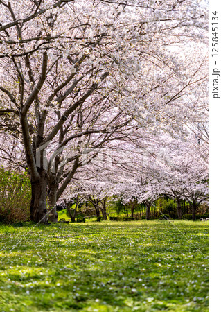 桜の花びらが散った後の公園 125845134
