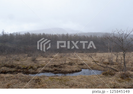 春の沼ッ原湿原 125845149