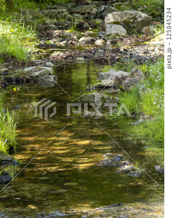 水辺に花が咲く清流の風景 水辺に花が咲く清流の風景 125845234