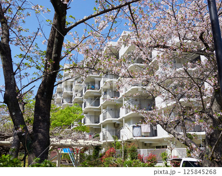 春の桜満開の公園と住宅地のマンションの風景 春の桜満開の公園と住宅地のマンションの風景 125845268