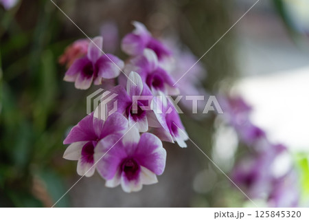 Flower (Orchidaceae or Orchid Flower) 125845320