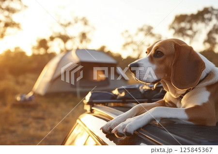Relaxing Beagle Dog at Sunset Near Camping Tent in Nature 125845367