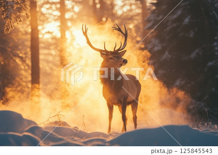 Majestic Deer in Snowy Forest at Sunrise 125845543