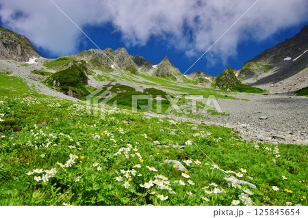 夏の涸沢　お花畑 125845654