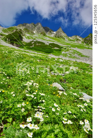 夏の涸沢　お花畑 125845656