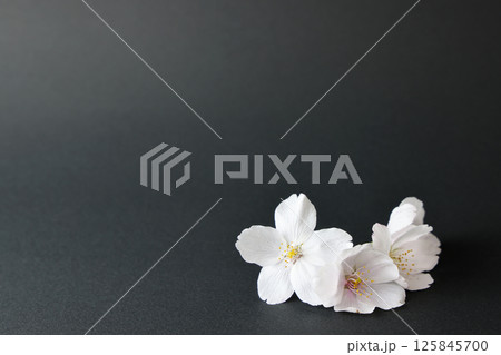 黒背景に桜 125845700