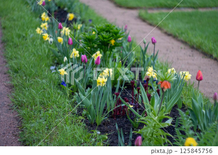 Vibrant spring garden with yellow daffodils and pink tulips Vibrant spring garden with yellow daffodils and pink tulips 125845756