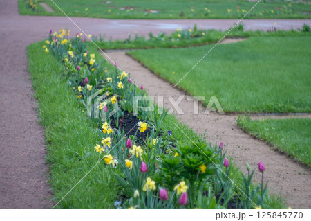 Vibrant spring garden with yellow daffodils and pink tulips along pathways Vibrant spring garden with yellow daffodils and pink tulips along pathways 125845770