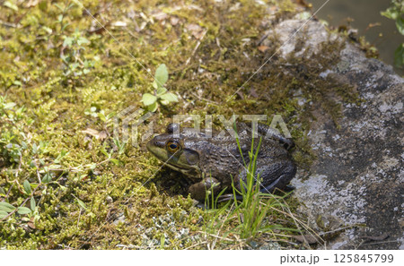 池のほとりのウシガエル 池のほとりのウシガエル 125845799
