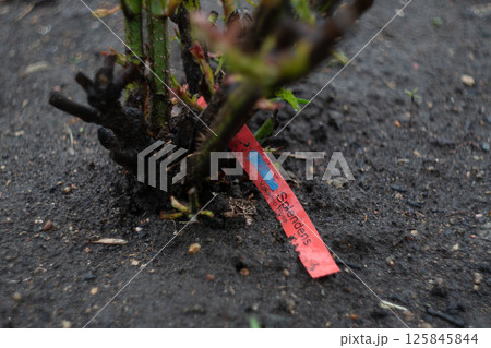 Close -up cut -out rose bush in the soil with red label in the garden Close -up cut -out rose bush in the soil with red label in the garden 125845844