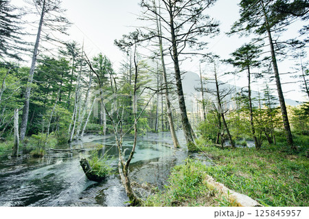 <長野>上高地の絶景 岳沢湿原と六百山 <長野>上高地の絶景 岳沢湿原と六百山 125845957