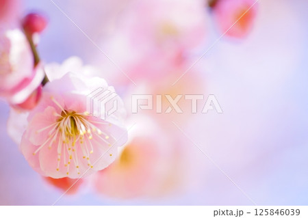 春の訪れを告げる梅の花 春の訪れを告げる梅の花 125846039
