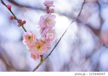 美しいピンクの梅の花 美しいピンクの梅の花 125846047