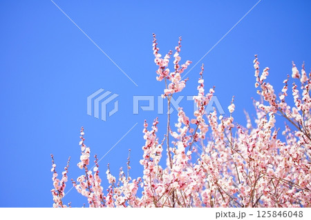 青空に映える満開の梅の花 青空に映える満開の梅の花 125846048