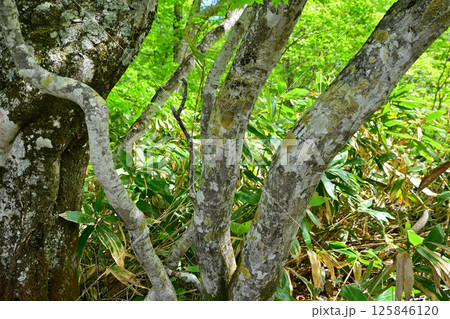 ブナ林の原生林 高原の田代湿原遊歩道 奥利根水源の森 みなかみ町 ブナ林の原生林 高原の田代湿原遊歩道 奥利根水源の森 みなかみ町 125846120