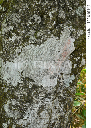 ブナ林の原生林 田代湿原遊歩道 奥利根水源の森 みなかみ町 ブナ林の原生林 田代湿原遊歩道 奥利根水源の森 みなかみ町 125846141