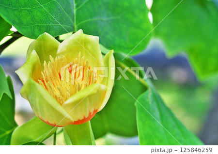 上から見たユリノキの花(春、五月) 上から見たユリノキの花(春、五月) 125846259