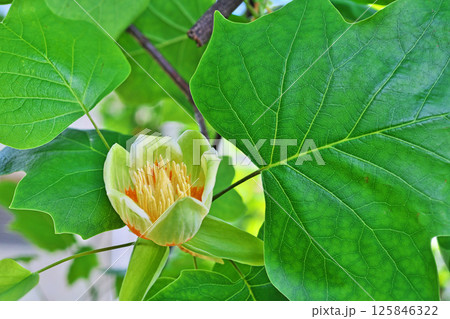 上から見たユリノキの花(春、五月) 上から見たユリノキの花(春、五月) 125846322
