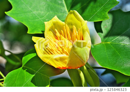 上から見たユリノキの花(春、五月) 上から見たユリノキの花(春、五月) 125846323