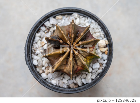 A pot of rotten Gymnocalycium cactus. Cactus rot is one of the main causes of cactus death from fungal and bacterial diseases attack. 125846328