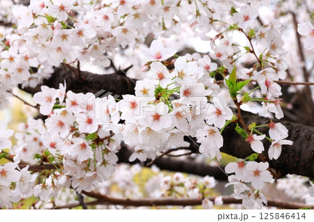東京都市風景　佃公園の桜 125846414