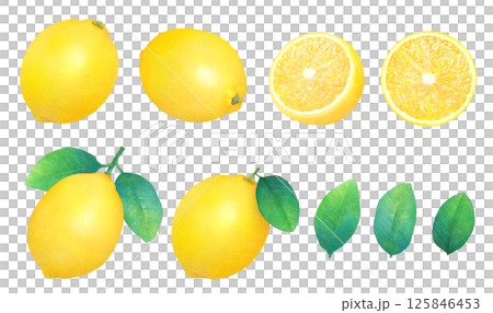 新鮮檸檬和葉子手繪插圖集_水彩_整個和切片檸檬_柑橘類水果 125846453
