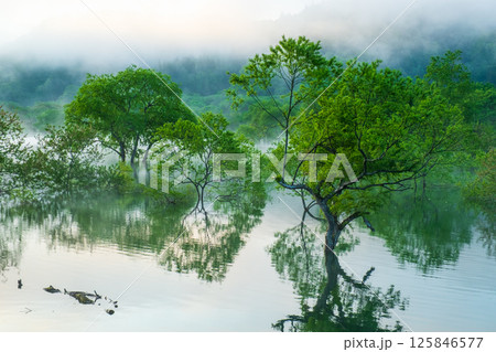 白川湖の水没林 125846577