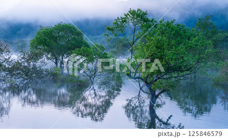 白川湖の水没林 125846579