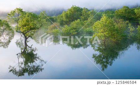 白川湖の水没林 125846584