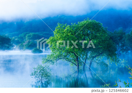 白川湖の水没林 125846602