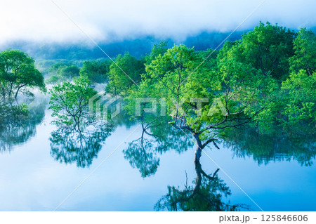 白川湖の水没林 125846606