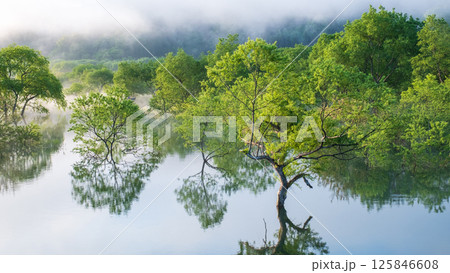 白川湖の水没林 125846608