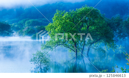 白川湖の水没林 125846613