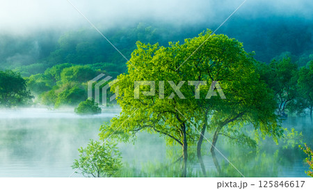 白川湖の水没林 125846617