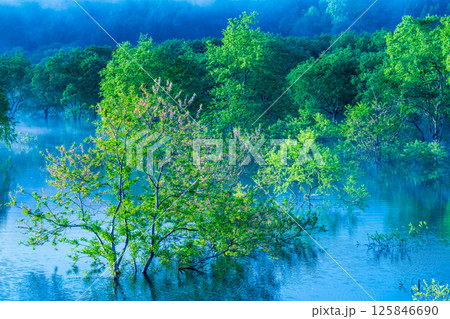 白川湖の水没林 125846690