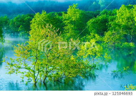 白川湖の水没林 125846693