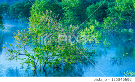 白川湖の水没林 125846696