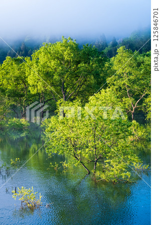 白川湖の水没林 125846701