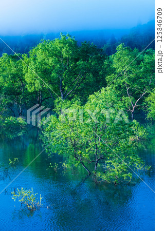 白川湖の水没林 125846709