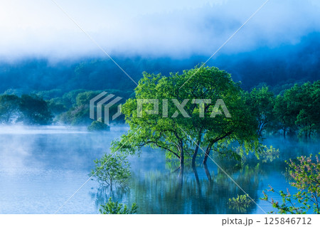 白川湖の水没林 125846712