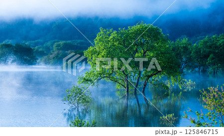 白川湖の水没林 125846715