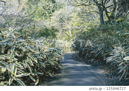 東京都文京区 六義園 つつじ茶屋付近 クマザサ 遊歩道 東京都文京区 六義園 つつじ茶屋付近 クマザサ 遊歩道 125846727